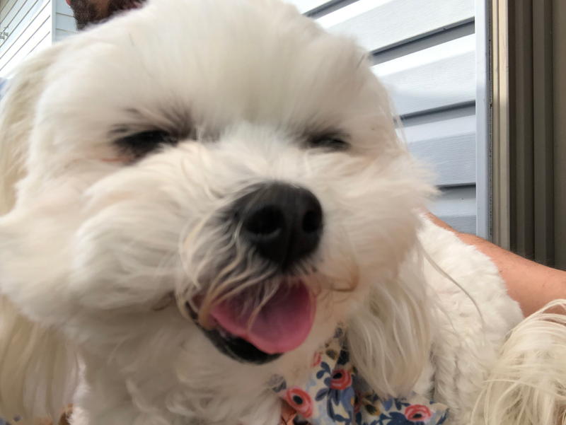 The good sniffs are doggo approved.